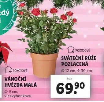Lidl Sváteční růže pozlacená nabídka