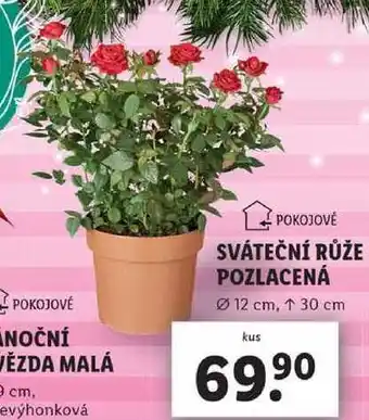 Lidl Sváteční růže pozlacená nabídka