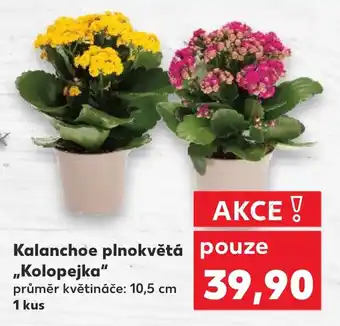 Kaufland Kalanchoe plnokvětá „Kolopejka" nabídka