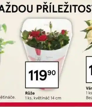 Tesco Růže nabídka