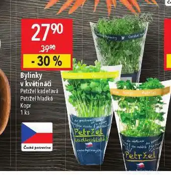 Globus Bylinky v květináči nabídka