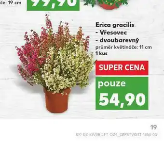Vřesovec dvoubarevný