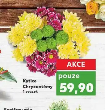 Kaufland Kytice chryzantéma nabídka