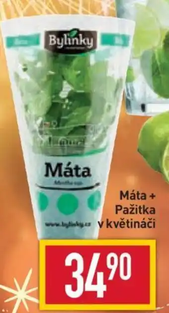 Billa Máta + Pažitka v kvetinaci nabídka