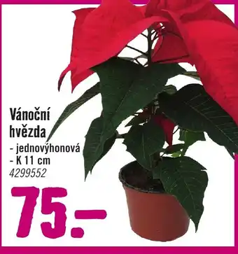 Hornbach Vánoční hvězda nabídka