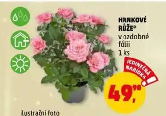 Penny Market HRNKOVÉ RŮŽE nabídka