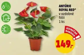 Penny Market ANTÚRIE ROYAL RED nabídka