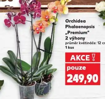 Kaufland Orchidea Phalaenopsis „Premium 2 výhony nabídka