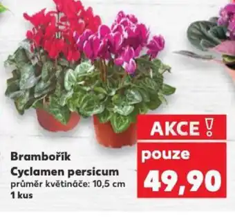 Kaufland Brambořík Cyclamen persicum nabídka
