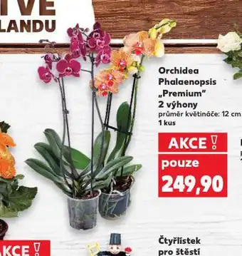 Kaufland Orchidea phalaenopsis nabídka