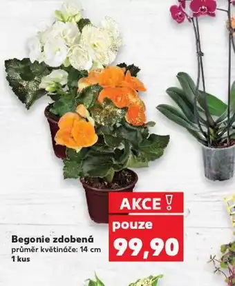 Kaufland Begonie nabídka