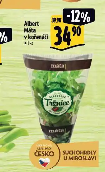 Albert Máta v kořenáči nabídka