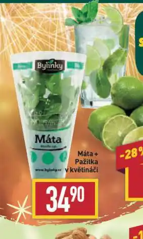 Billa Máta + pažitka v květináči nabídka
