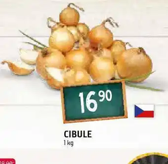 Terno Cibule nabídka