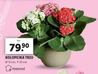 Lidl KOLOPEJKA TRIO nabídka