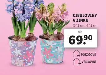 Lidl CIBULOVINY V ZINKU nabídka
