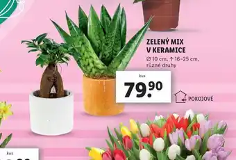 Lidl Zelený mix v keramice nabídka