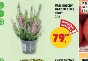 Penny Market Vřes obecný garden girls trio nabídka
