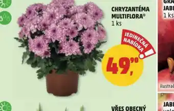Penny Market Chryzantéma multiflora nabídka