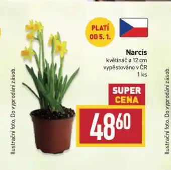 Narcis