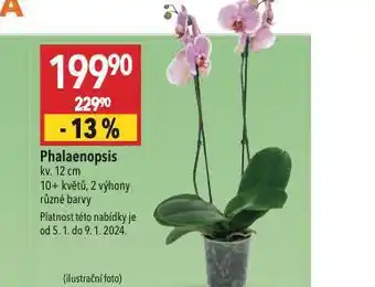 Globus Orchidea - phalaenopsis nabídka