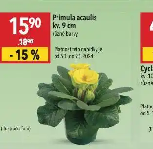 Primula acaulis