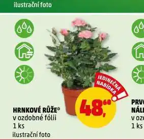 Penny Market Hrnková růže nabídka