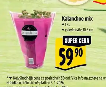 Albert Kalanchoe mix , pr. květináče 10,5 cm nabídka