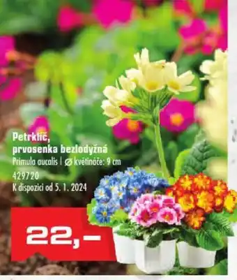 Uni Hobby Petrklíč, prvosenka bezlodyžná nabídka