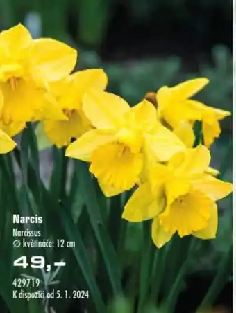 Narcis