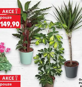 Kaufland Zelené rostliny mix nabídka