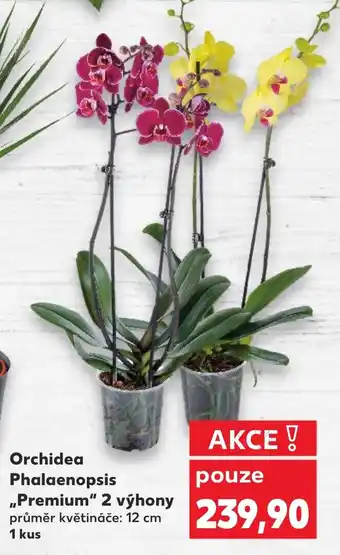 Kaufland Orchidea Phalaenopsis Premium 2 výhony nabídka