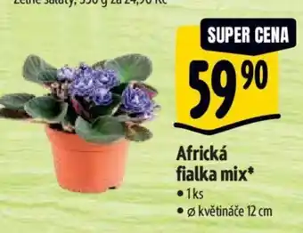 Albert Africká fialka mix nabídka