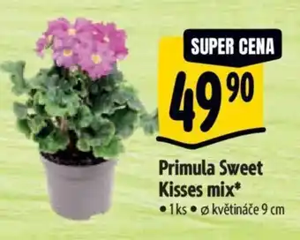 Albert Primula Sweet Kisses mix nabídka