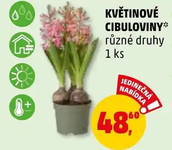 Penny Market KVĚTINOVÉ CIBULOVINY nabídka