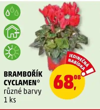 BRAMBOŘÍK CYCLAMEN