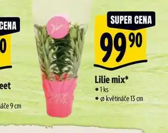 Albert Lilie mix, pr. květináče 13 cm nabídka