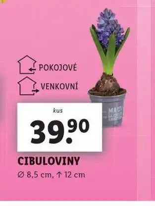 Lidl Cibuloviny nabídka