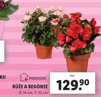 Lidl Růže a begónie nabídka