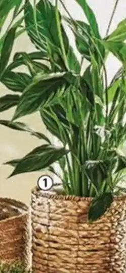 Lopatkovec Spathiphyllum floribundum