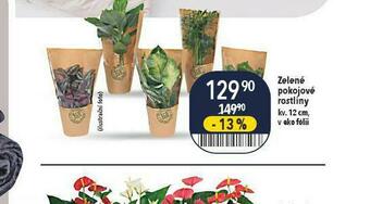 Globus Zelené pokojové rostliny nabídka