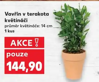 Kaufland Vavřín v terakota květináče nabídka