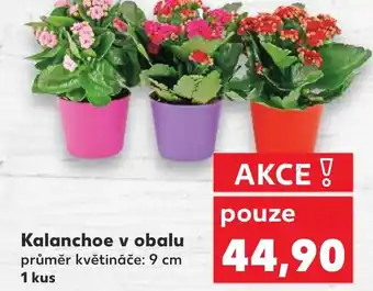 Kaufland Kalanchoe v obalu nabídka