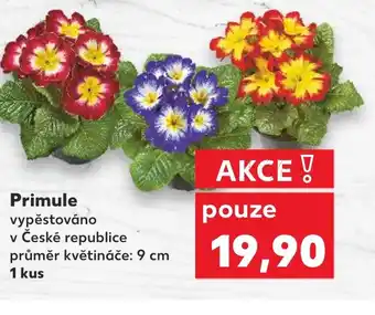 Kaufland Primule nabídka
