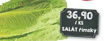 Jip SALÁT řimský nabídka
