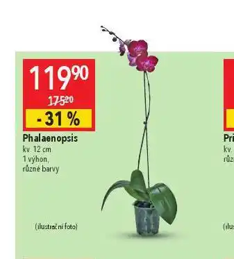 Globus Orchidea - phalaenopsis nabídka