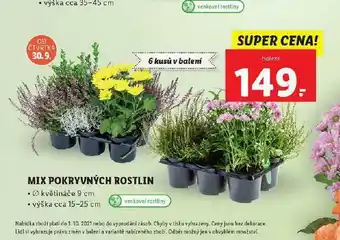 Lidl Mix pokryvných rostlin nabídka