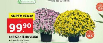 Lidl Chryzantéma velká nabídka