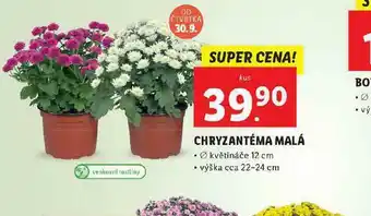 Lidl Chryzantéma malá nabídka