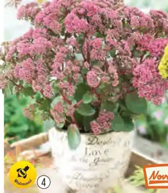PINK PASSION